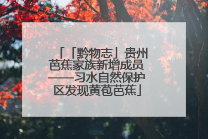 「黔物志」贵州芭蕉家族新增成员——习水自然保护区发现黄苞芭蕉