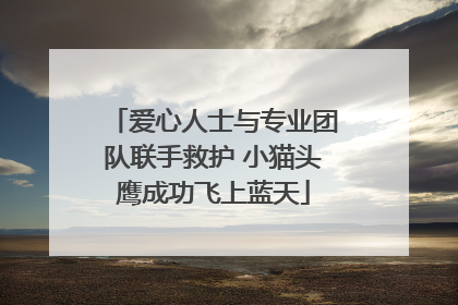 爱心人士与专业团队联手救护 小猫头鹰成功飞上蓝天