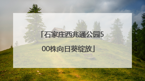 石家庄西兆通公园500株向日葵绽放