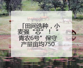 田间选种，小麦强“芯”！“青农6号”保守产量亩均750公斤以上