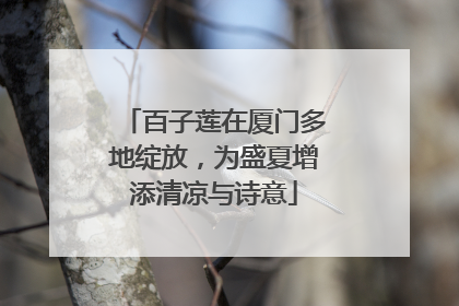 百子莲在厦门多地绽放，为盛夏增添清凉与诗意
