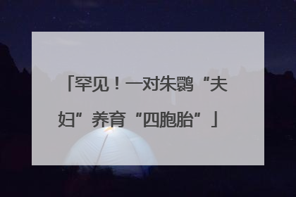 罕见！一对朱鹮“夫妇”养育“四胞胎”