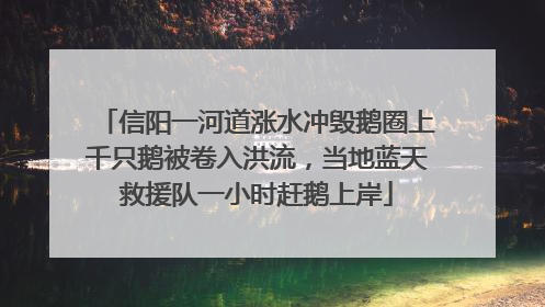 信阳一河道涨水冲毁鹅圈上千只鹅被卷入洪流，当地蓝天救援队一小时赶鹅上岸