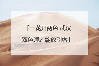 一花开两色 武汉双色睡莲绽放引客