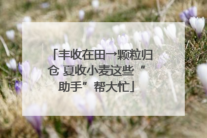 丰收在田→颗粒归仓 夏收小麦这些“助手”帮大忙