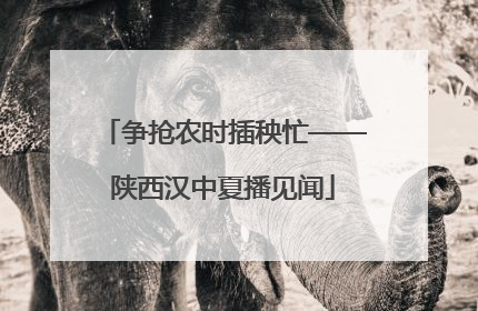 争抢农时插秧忙——陕西汉中夏播见闻