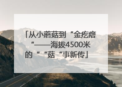 从小蘑菇到“金疙瘩“——海拔4500米的““菇“事新传