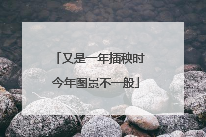 又是一年插秧时 今年图景不一般