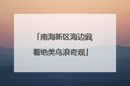 南海新区海边藏着绝美鸟浪奇观