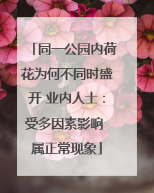 同一公园内荷花为何不同时盛开 业内人士：受多因素影响 属正常现象