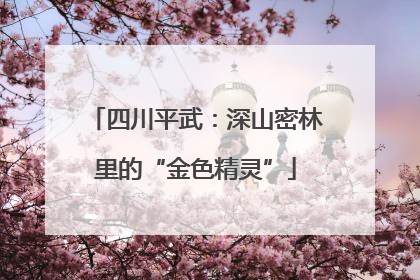 四川平武：深山密林里的“金色精灵”