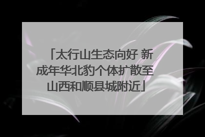 太行山生态向好 新成年华北豹个体扩散至山西和顺县城附近