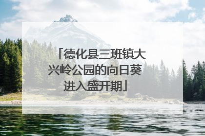 德化县三班镇大兴岭公园的向日葵进入盛开期