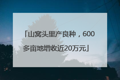 山窝头里产良种，600多亩地增收近20万元