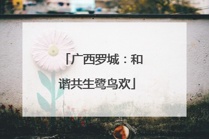 广西罗城：和谐共生鹭鸟欢