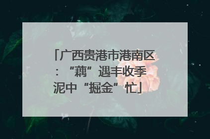 广西贵港市港南区：“藕”遇丰收季 泥中“掘金”忙