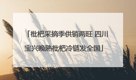 枇杷采摘季供销两旺 四川宝兴晚熟枇杷冷链发全国