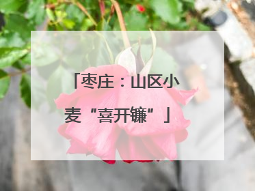 枣庄：山区小麦“喜开镰”