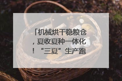 机械烘干稳粮仓，夏收夏种一体化！“三夏”生产跑出加速度｜麦报