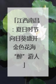 江西南昌：夏日时节向日葵盛开 金色花海“醉”游人