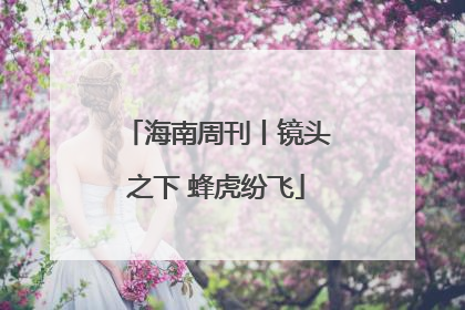 海南周刊丨镜头之下 蜂虎纷飞