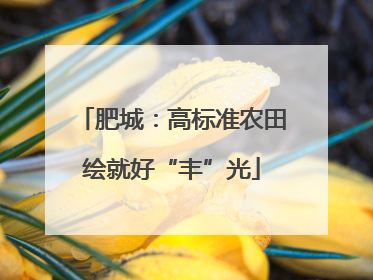 肥城：高标准农田绘就好“丰”光