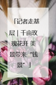 记者走基层｜千亩玫瑰花开 美景带来“钱景”