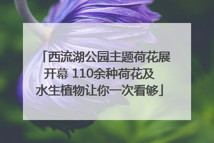 西流湖公园主题荷花展开幕 110余种荷花及水生植物让你一次看够