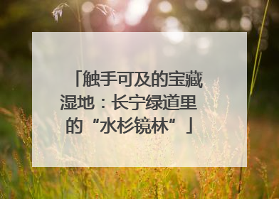 触手可及的宝藏湿地：长宁绿道里的“水杉镜林”