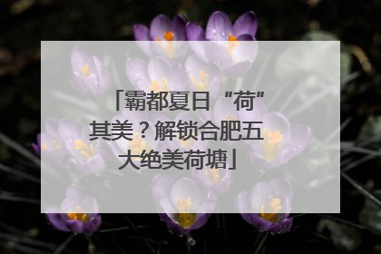 霸都夏日“荷”其美？解锁合肥五大绝美荷塘