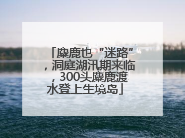 麋鹿也“迷路”，洞庭湖汛期来临，300头麋鹿渡水登上生境岛