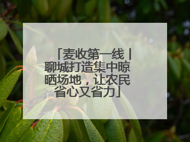 麦收第一线丨聊城打造集中晾晒场地，让农民省心又省力